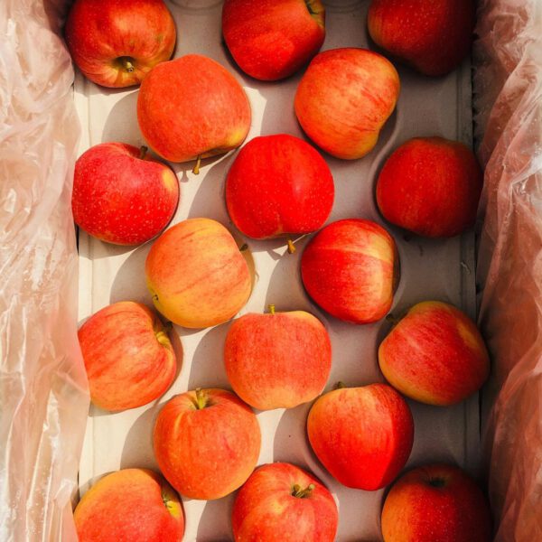 apple